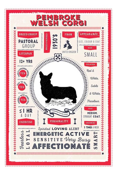 Corgis: Pembroke Welsh Corgi Infographic Red by PaperPaintPixels