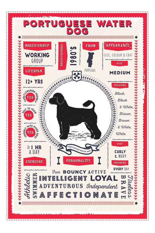 Portuguese Water Dog Infographic Red