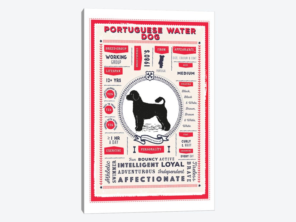 Portuguese Water Dog Infographic Red by PaperPaintPixels 1-piece Canvas Art Print