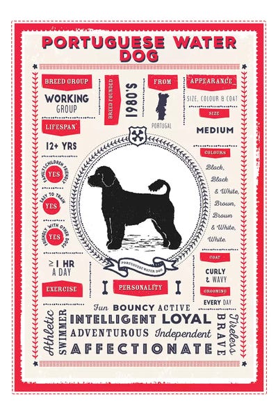 Portuguese Water Dogs: Portuguese Water Dog Red Infographic by PaperPaintPixels