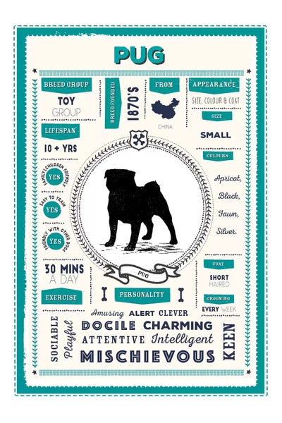 Pugs: Pug Infographic Blue by PaperPaintPixels