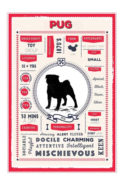 Pugs: Pug Infographic Red by PaperPaintPixels