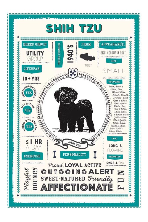 Shih Tzu Infographic Blue