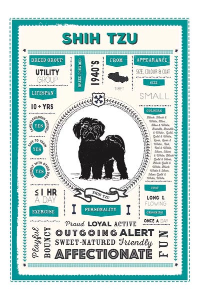 Shih Tzus: Shih Tzu Infographic Blue by PaperPaintPixels