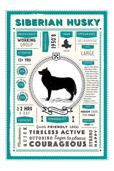 Siberian Husky Infographic Blue by PaperPaintPixels framed wall art