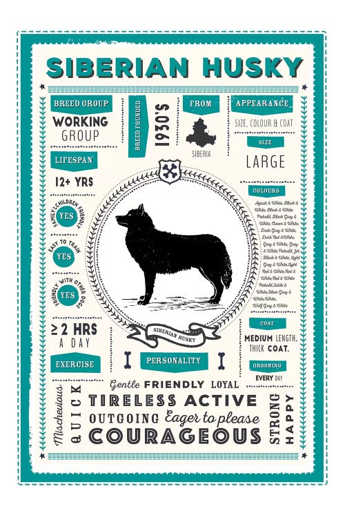 Siberian Husky Infographic Blue