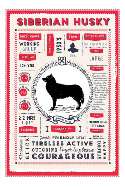 Siberian Huskies: Siberian Husky Infographic Red by PaperPaintPixels