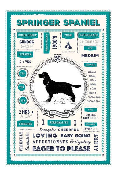 Springer Spaniel Infographic Blue by PaperPaintPixels metal wall art