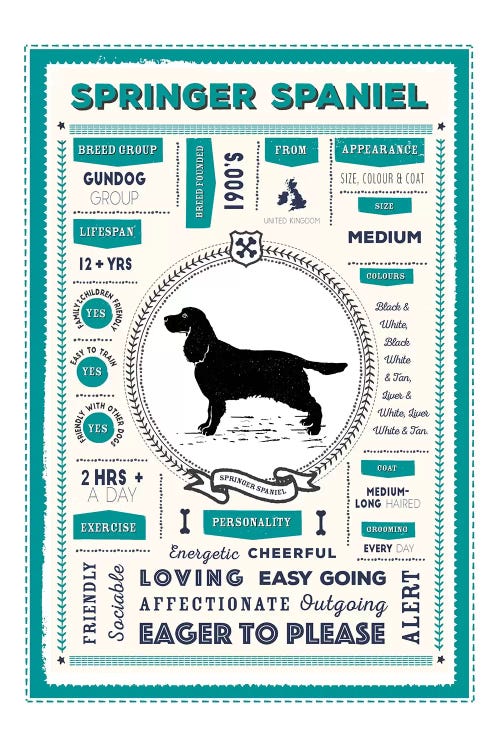 Springer Spaniel Infographic Blue