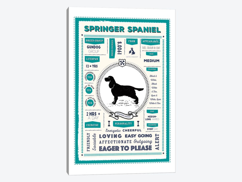 Springer Spaniel Infographic Blue by PaperPaintPixels 1-piece Art Print