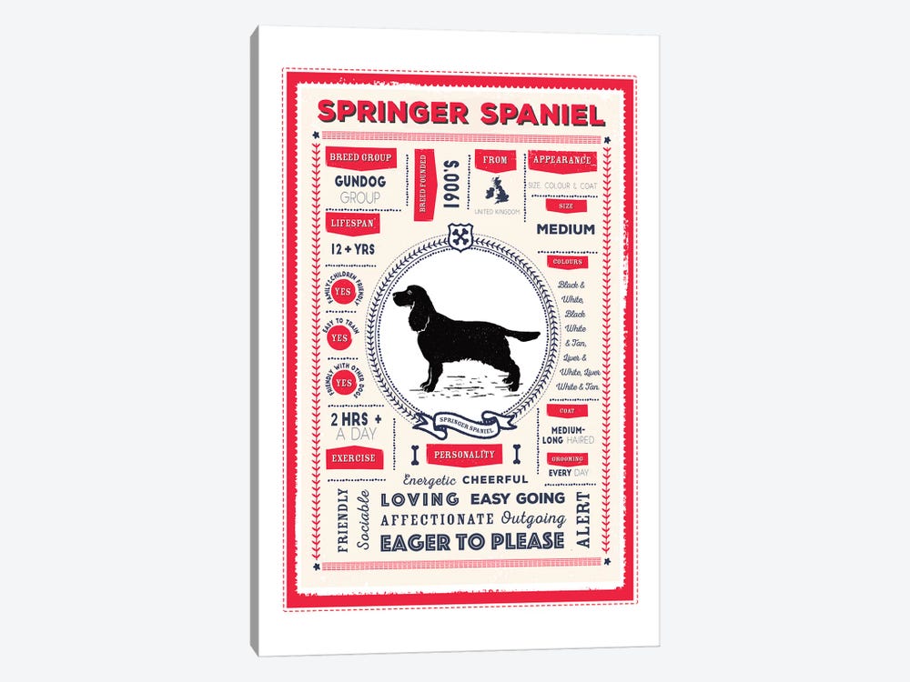Springer Spaniel Infographic Red by PaperPaintPixels 1-piece Canvas Wall Art
