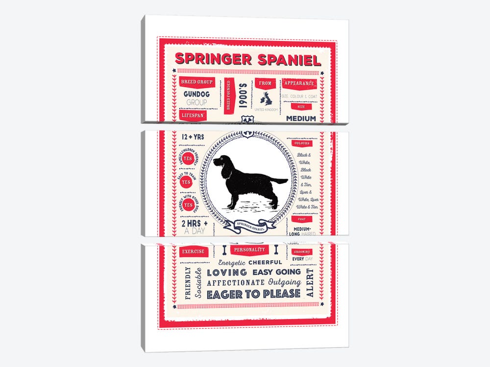 Springer Spaniel Infographic Red by PaperPaintPixels 3-piece Canvas Wall Art