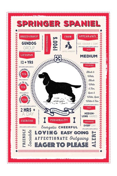 English Springer Spaniels: Springer Spaniel Infographic Red by PaperPaintPixels