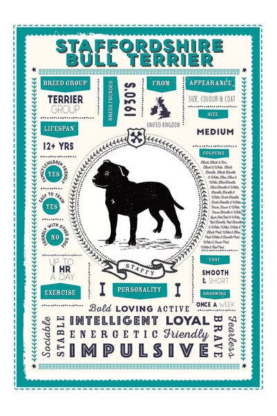 Staffordshire Bull Terrier Infographic Blue by PaperPaintPixels metal wall art