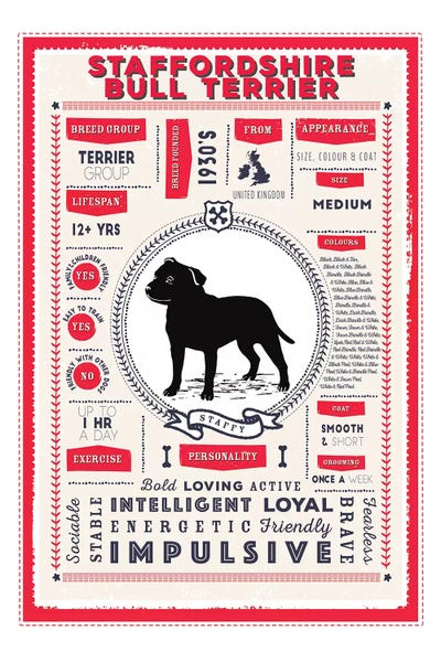 Staffordshire Bull Terrier Infographic Red by PaperPaintPixels metal wall art