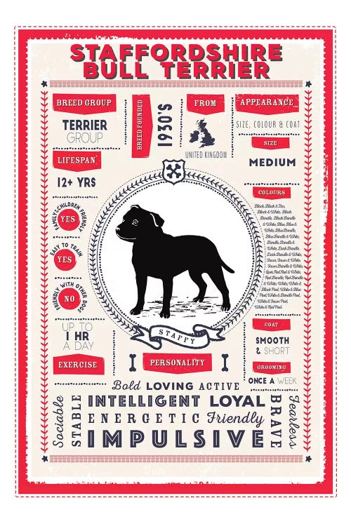 Staffordshire Bull Terrier Infographic Red