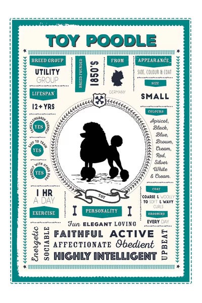 Toy Poodle Infographic by PaperPaintPixels metal wall art