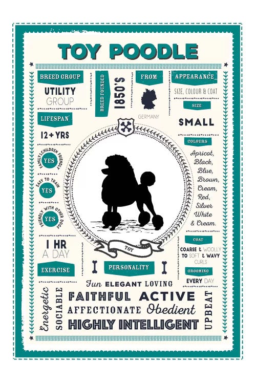 Toy Poodle Infographic