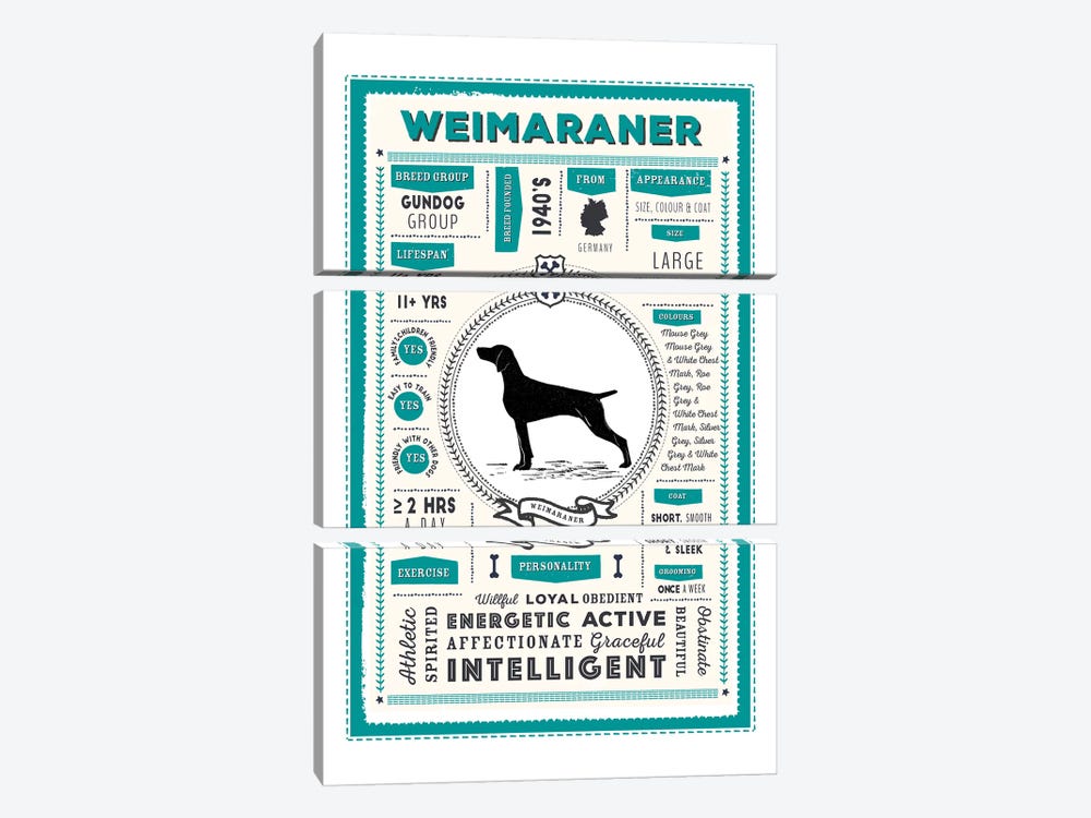 Weimaraner Infographic Blue by PaperPaintPixels 3-piece Canvas Print