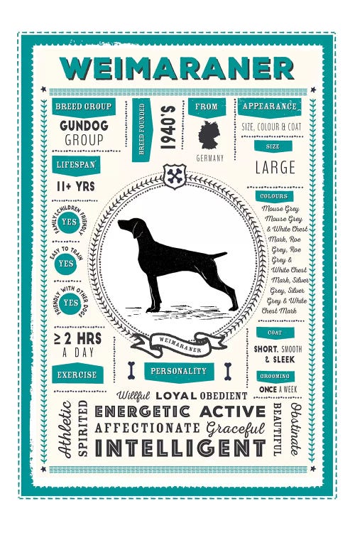 Weimaraner Infographic Blue