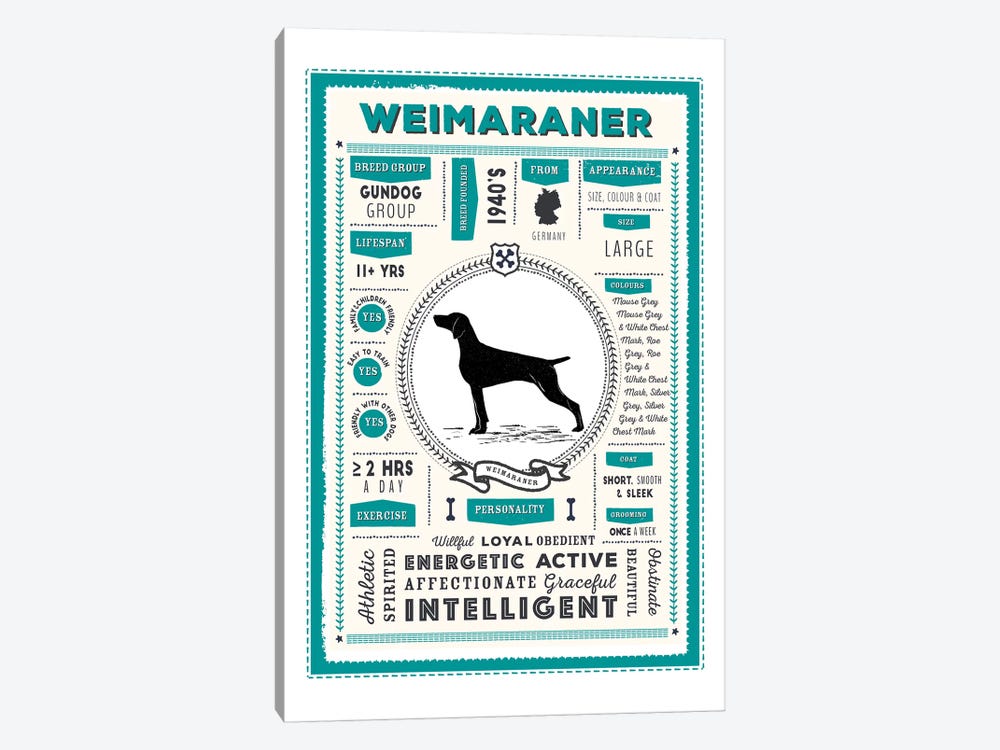 Weimaraner Infographic Blue by PaperPaintPixels 1-piece Canvas Print