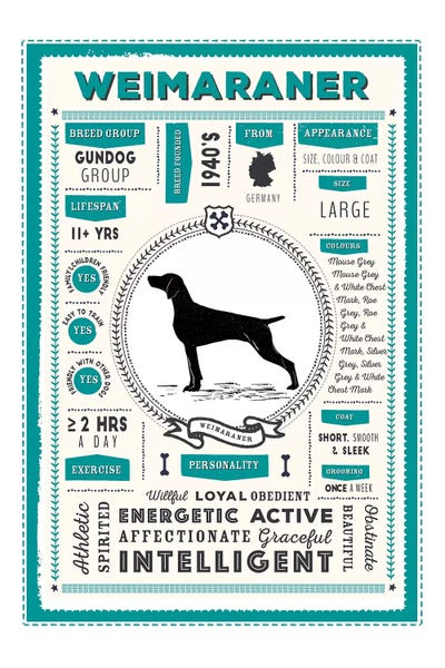 Weimaraners: Weimaraner Infographic Blue by PaperPaintPixels
