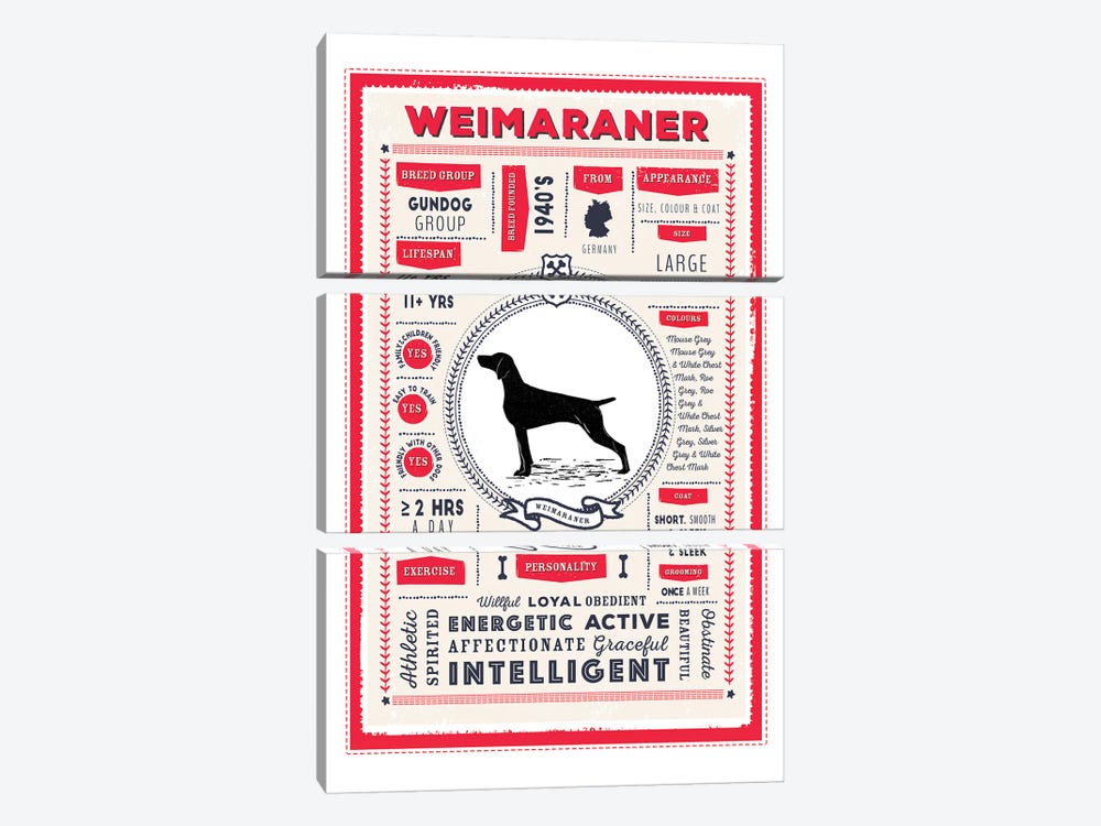 Weimaraner Infographic Red by PaperPaintPixels 3-piece Canvas Art