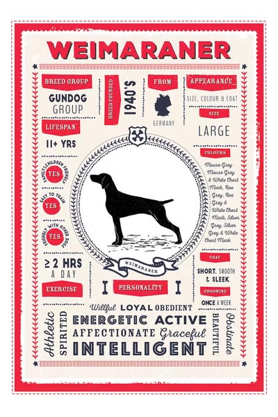Weimaraners: Weimaraner Infographic Red by PaperPaintPixels