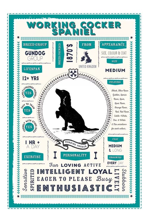 Working Cocker Spaniel Infographic Blue