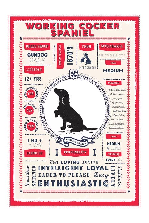 Working Cocker Spaniel Infographic Red