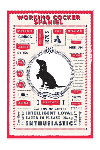 Spaniels: Working Cocker Spaniel Red Infographic by PaperPaintPixels