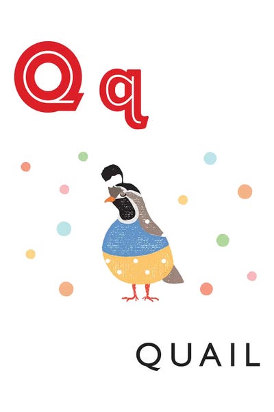 Quails: Illustrated Alphabet Flash Cards - Q by PaperPaintPixels