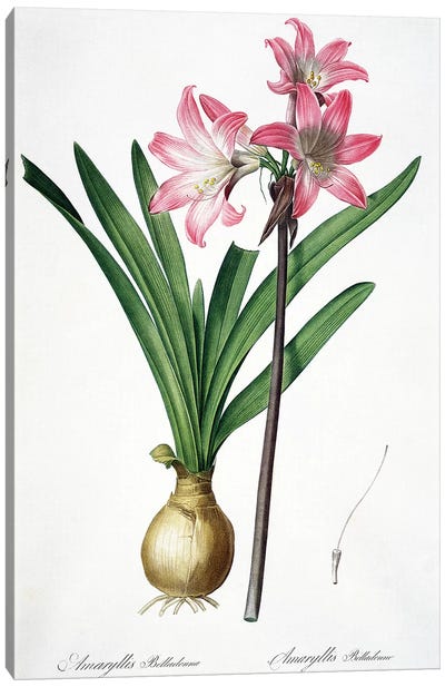 Amaryllis Belladonna, from 'Les Liliacees', engraved by de Gouy, 1802-16  Canvas Art Print