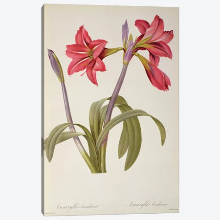 Amaryllis Brasiliensis, from `Les Liliacees' Canvas Print #PRE16} by Pierre-Joseph Redouté Canvas Art