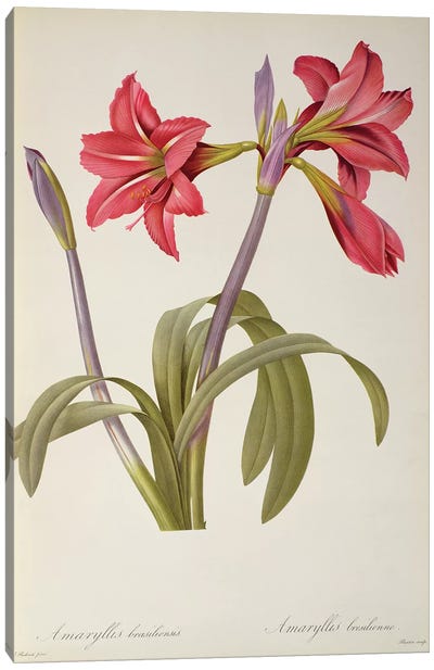 Amaryllis Brasiliensis, from `Les Liliacees' Canvas Art Print