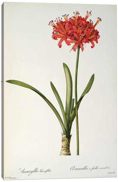 Amaryllis Curvifolia, 1809, from `Les Liliacees' Canvas Art Print