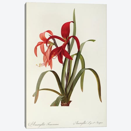 Amaryllis Formosissima, 1808, from `Les Liliacees' Canvas Print #PRE18} by Pierre-Joseph Redouté Canvas Art Print