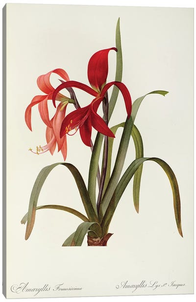 Amaryllis Formosissima, 1808, from `Les Liliacees' Canvas Art Print