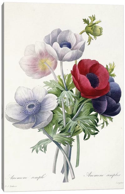 Anenome Simple, 1829  Canvas Art Print