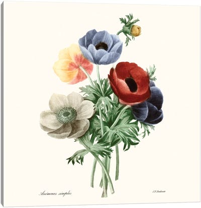Blushing Bouquet I Canvas Art Print