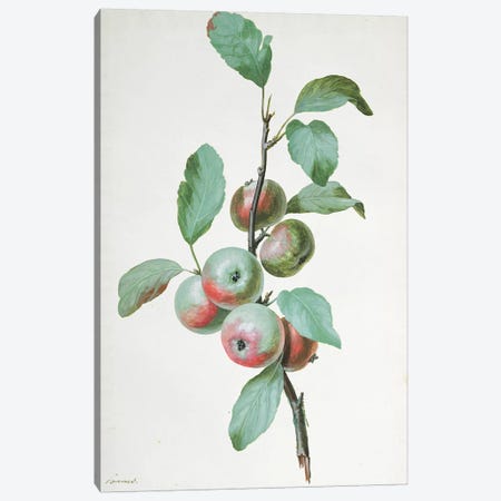 Apples  Canvas Print #PRE20} by Pierre-Joseph Redouté Canvas Artwork