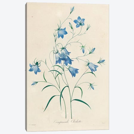 Bluebells, from 'Choix des Plus Belles Fleurs et des Plus Beaux Fruits', 1827-33  Canvas Print #PRE21} by Pierre-Joseph Redouté Canvas Art