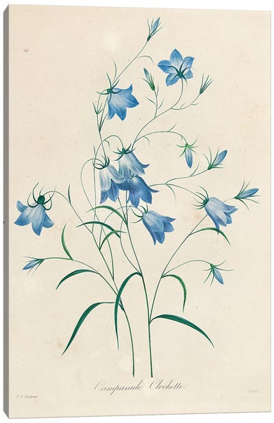 Bluebells, from 'Choix des Plus Belles Fleurs et des Plus Beaux Fruits', 1827-33  Canvas Art Print