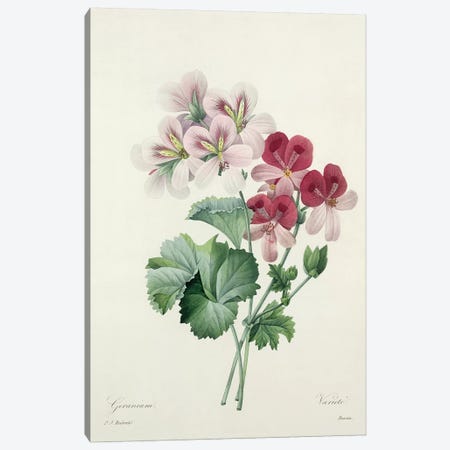 Geranium Variety  from 'Choix des Plus Belles Fleurs', 1827  Canvas Print #PRE22} by Pierre-Joseph Redouté Canvas Art
