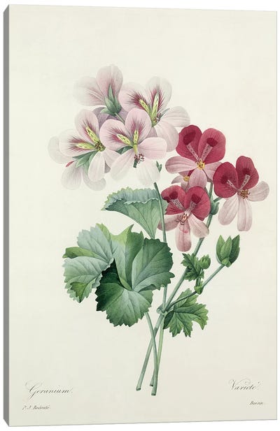 Geranium Variety  from 'Choix des Plus Belles Fleurs', 1827  Canvas Art Print