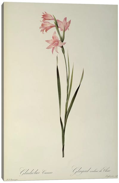 Gladiolus Carneus, from `Les Liliacees', 1804  Canvas Art Print