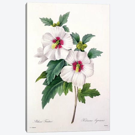 Hibiscus syriacus, engraved by Bessin, from 'Choix des Plus Belles Fleurs', 1827  Canvas Print #PRE25} by Pierre-Joseph Redouté Art Print