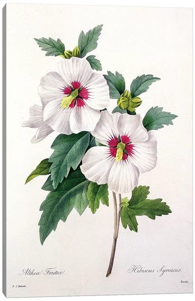 Hibiscus syriacus, engraved by Bessin, from 'Choix des Plus Belles Fleurs', 1827  Canvas Art Print