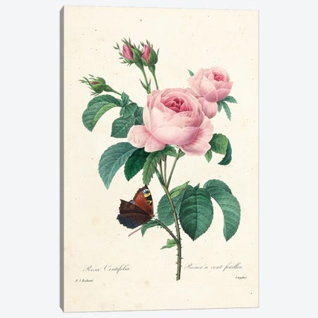 Hundred-Leaved Rose, engraved by Langlois, 1827-33  Canvas Print #PRE27} by Pierre-Joseph Redouté Art Print