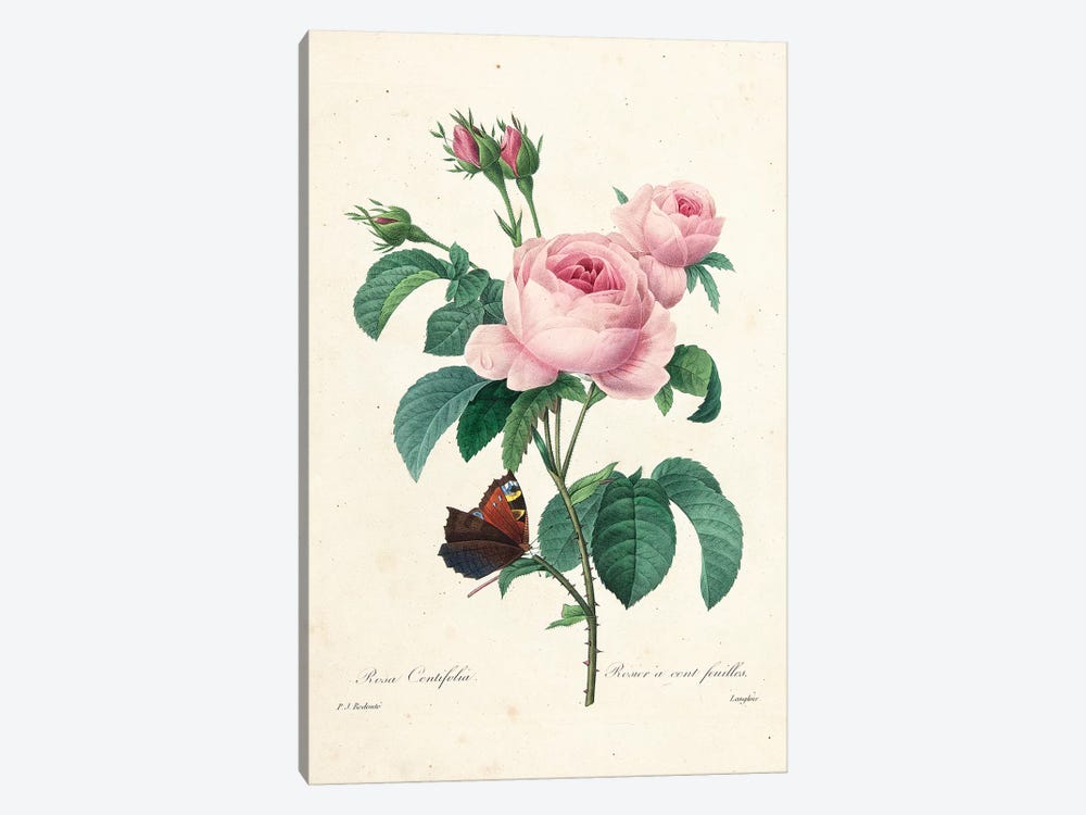 Hundred-Leaved Rose, engraved by Langlois, 1827-33  1-piece Art Print